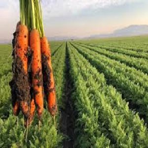 carrot farming