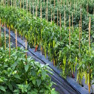 chilli farming