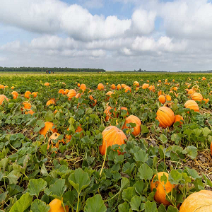 Pumpkin farming