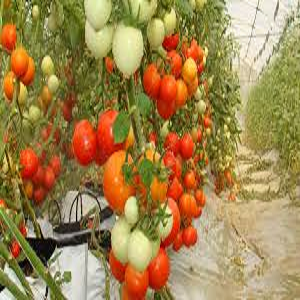 Tomato crop