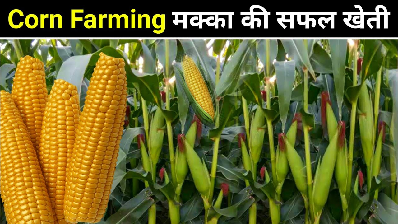 मक्का की खेती (Maize Cultivation)