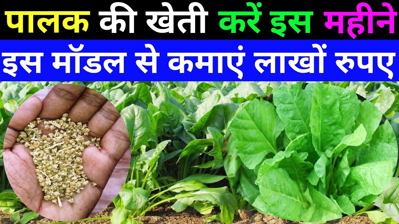 अदरक की खेती (Ginger Cultivation) कब और कैसे करें