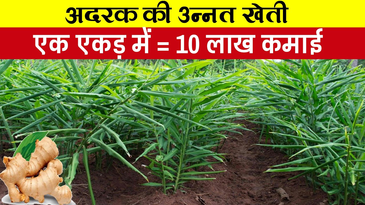 अदरक की खेती (Ginger Cultivation) कब और कैसे करें