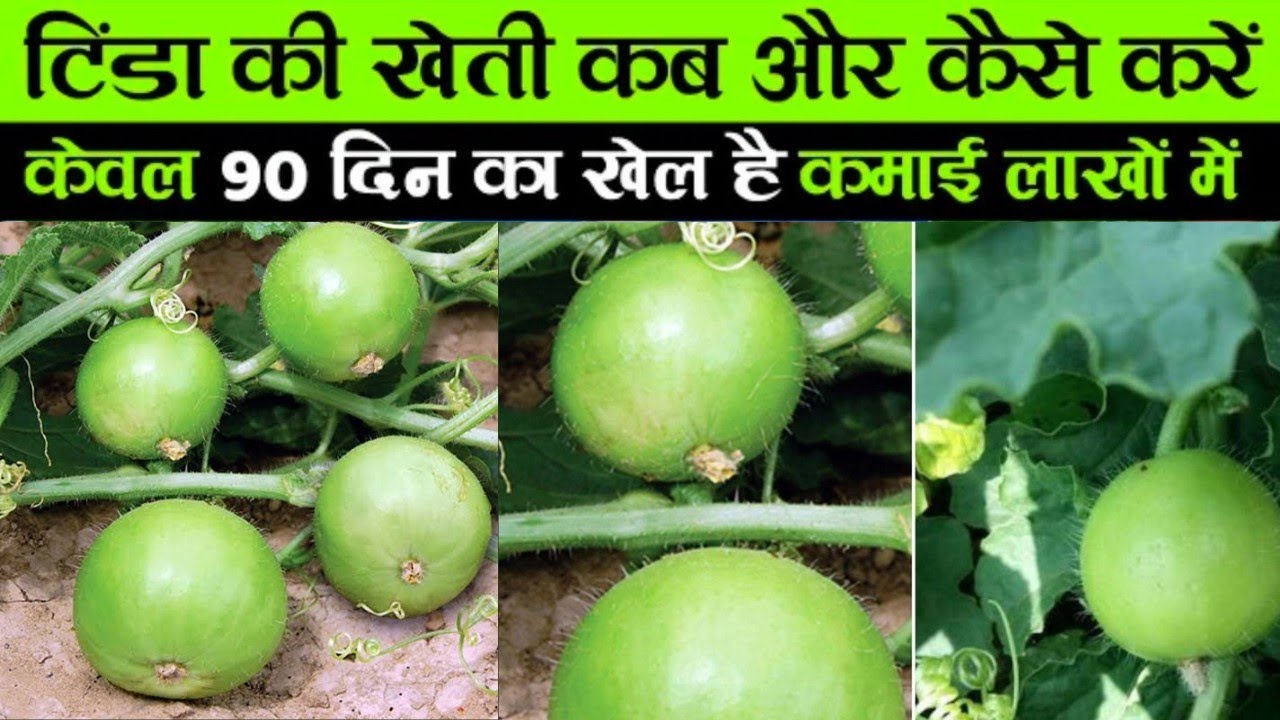 टिंडा की खेती (Round Gourd Cultivation) कब और कैसे करें