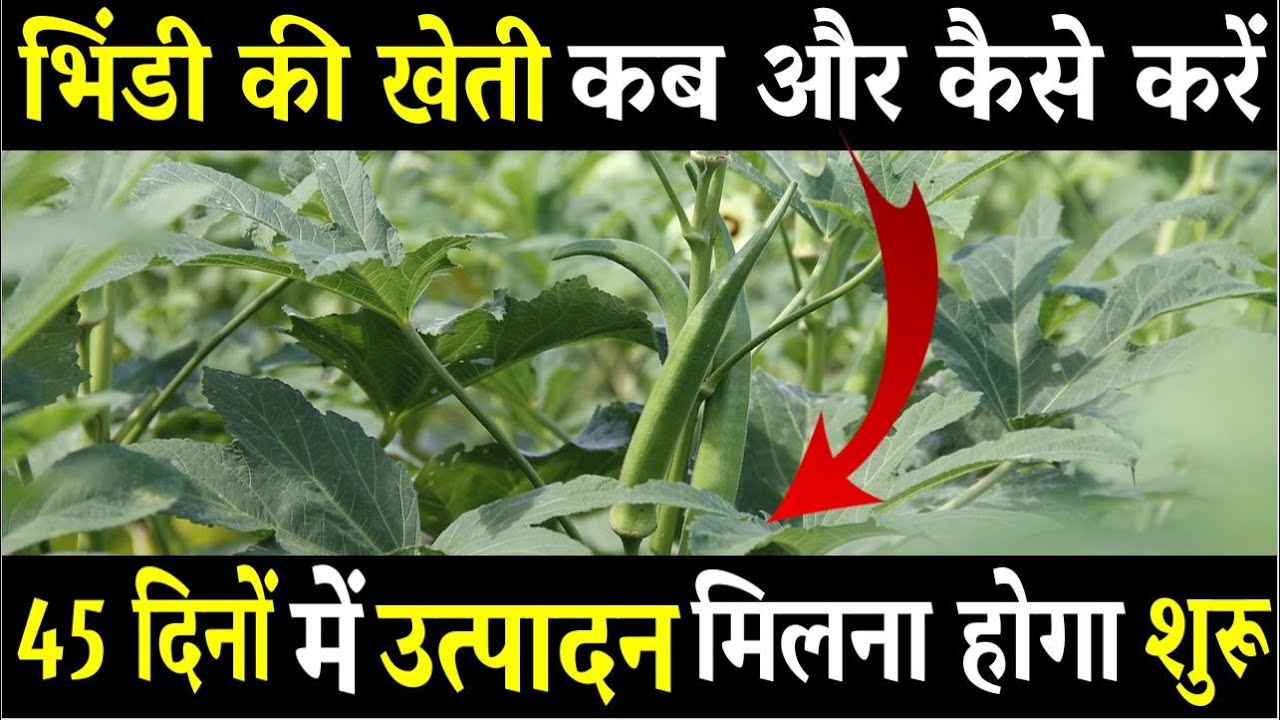 palak ki kheti kab aur kaise karen full details ChatGPT पालक की खेती (Spinach Cultivation) कब और कैसे करें