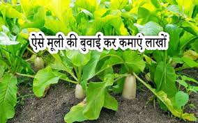 मूली की खेती (Radish Cultivation)