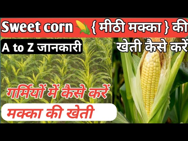 स्वीट कॉर्न की खेती (Sweet Corn Cultivation)