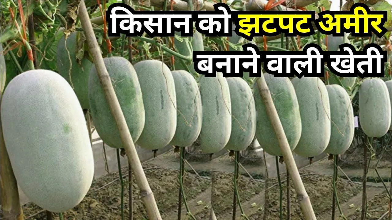 Ash Gourd (Petha) ki kheti pic