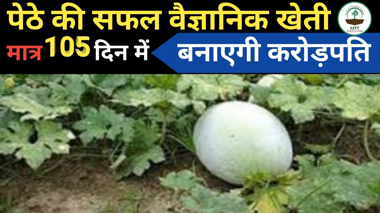 Ash Gourd (Petha) ki kheti