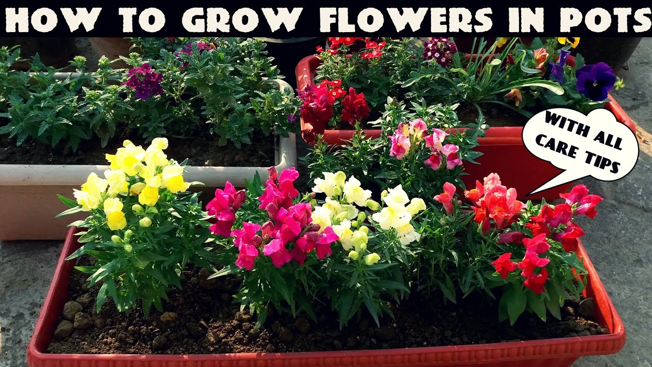 gardening tips for flower plant at home